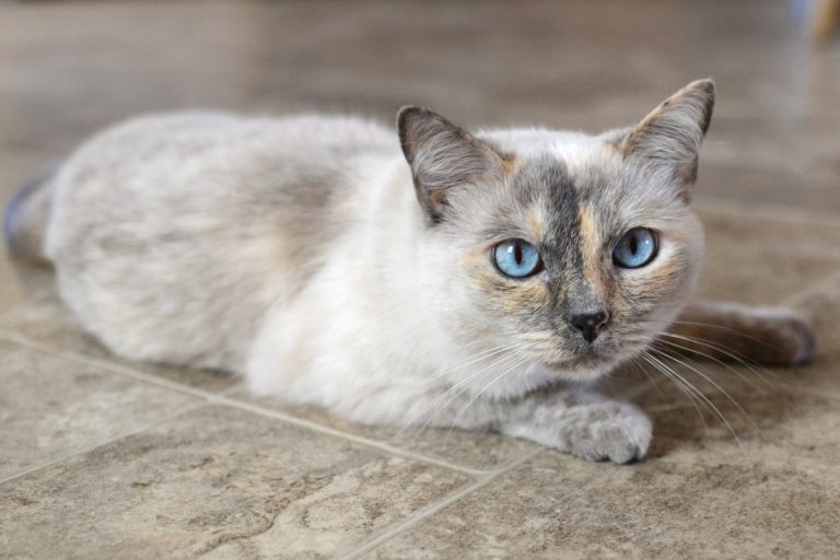 a-beautiful-blue-eyed-siamese-mix-cat-feline-kitty-kitten-with-neutral-tones-fur.jpg
